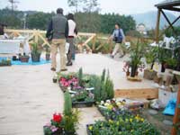 蘭の寄せ植え即売 蘭の寄せ植え即売